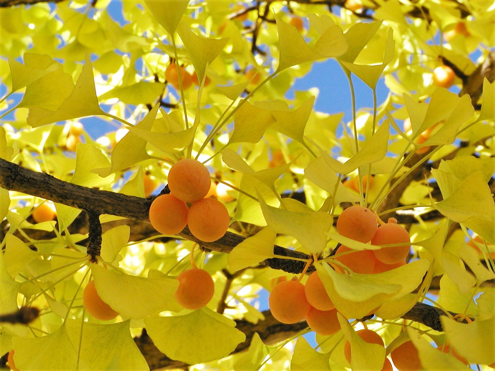 Уникальное дерево гинкго билоба (ginkgo biloba)