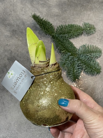 Гиппеаструм в воске золотой глиттер