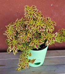 Lovebird колеус КСР