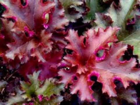 Гейхера Zipper (Зиппер)