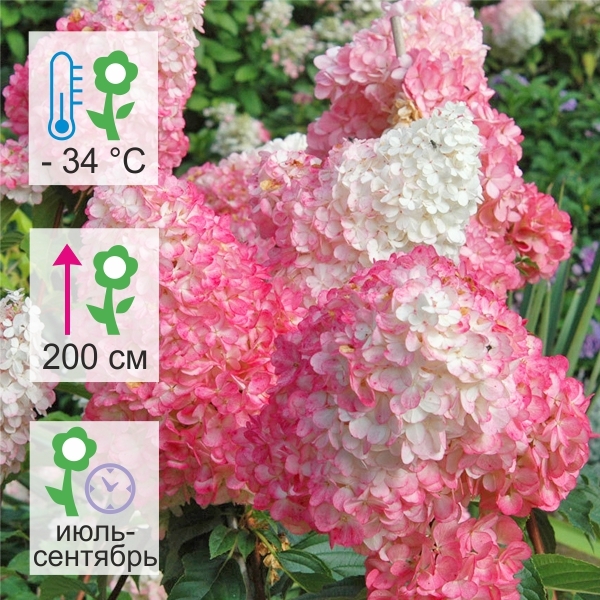 Купить/заказать Гортензия метельчатая Пинк Даймонд "Pink Diamond"