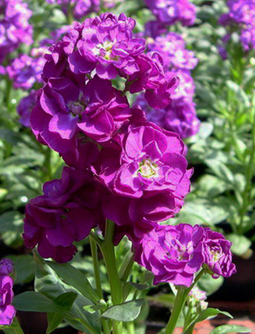 S5103 Маттиола Hot Cakes Purple 10шт.