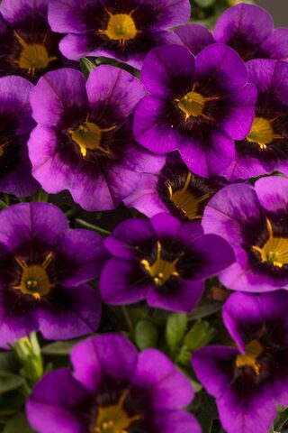 19222 Калибрахоа EYECATCHER PURPLE (ВЕСНА 2025)