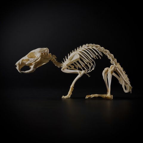 Скелет морской свинки