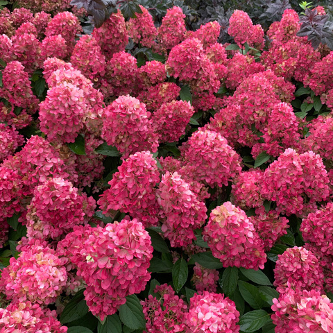 Гортензия метельчатая БОНФАЙР (Hydrangea paniculata 