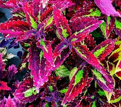 Cracklin' Rosie колеус КСР