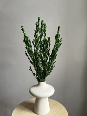 Самшит натуральный зеленый