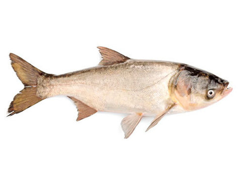 Толстолобик охлажденный НЕПОТРОШЕНЫЙ~2.2кг