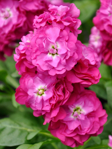 S5104 Маттиола Hot Cakes Rose Hot 10шт.