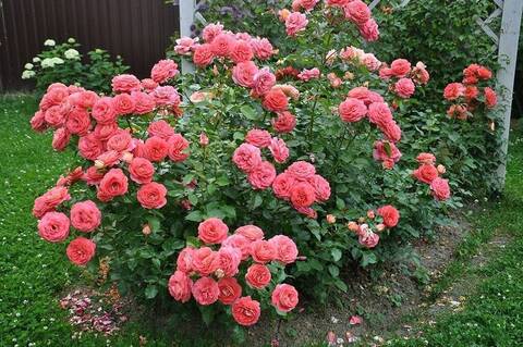 Саммерсоне(Sommersonne)