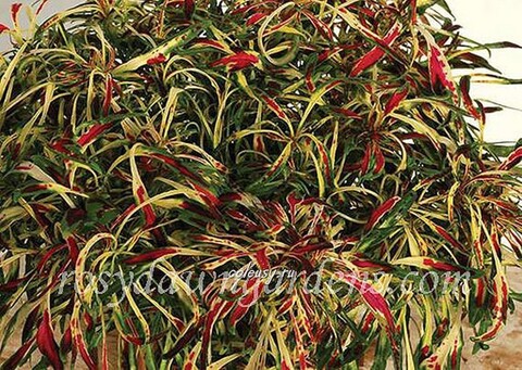 Fancy Feathers Pink колеус КСР