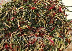 Fancy Feathers Pink колеус КСР