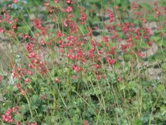 Гейхера Dew Drops (Дью Дропс)