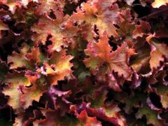 Гейхера Zipper (Зиппер)