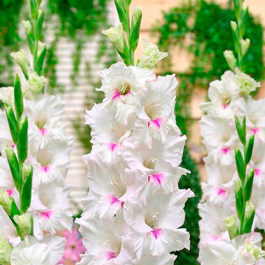 Гладиолус Луковица, Норма Джин, 10 шт – купить за 415 ₽ | LeFlowers.ru