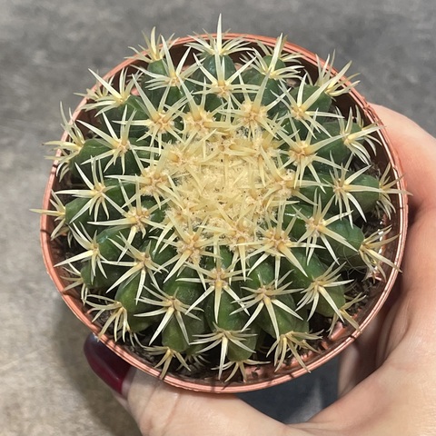 Эхинокактус Грузони Бревиспинус d8