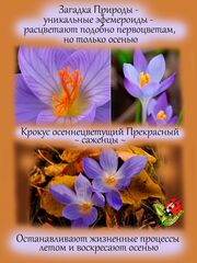 Декоративные