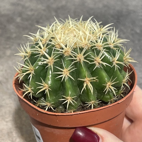 Эхинокактус Грузони Бревиспинус d8