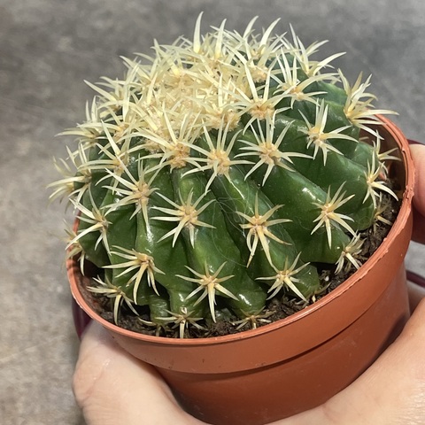 Эхинокактус Грузони Бревиспинус d8