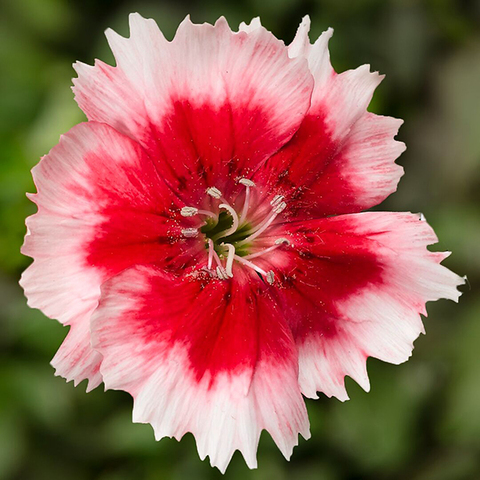 S3036 Гвоздика китайская Super Parfait Red Peppermint 5шт.