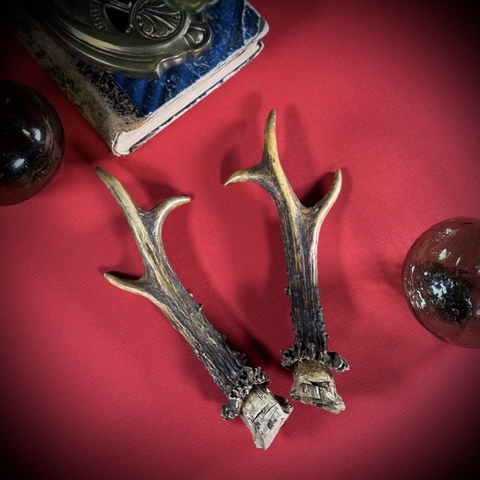 Рожки косули