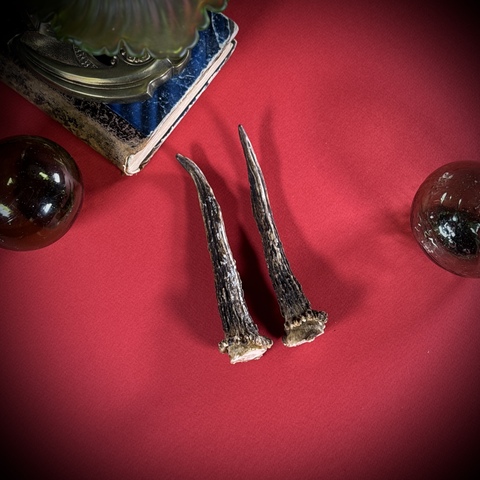 Рожки косули