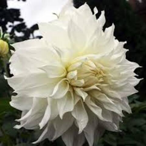 Георгин большой белый(название утеряно)