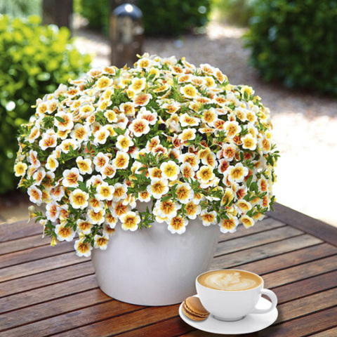 19178 Калибрахоа CALITASTIC CAPPUCINO (ВЕСНА 2025)