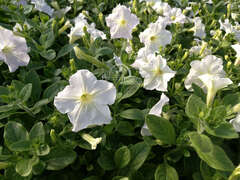 Петуния ампельная Opera белая