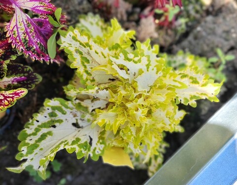 Lemonade ES колеус