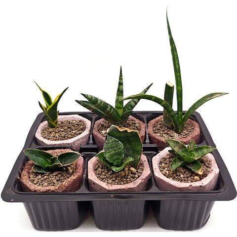 Набор суккулентов D5 №17975