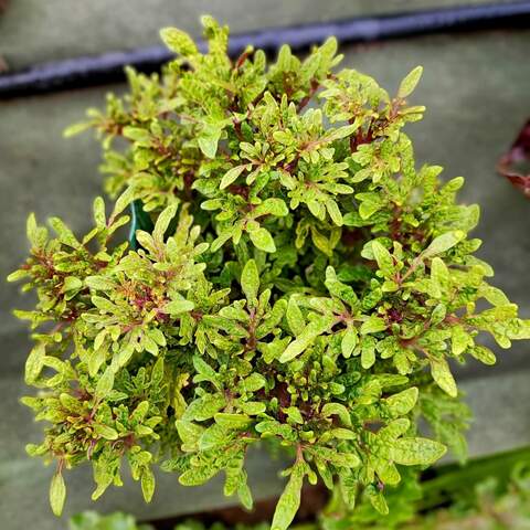 Green Flash Тай колеус КСР