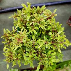 Green Flash Тай колеус КСР