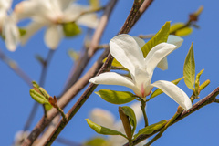 Магнолия Кобус Magnolia kobus