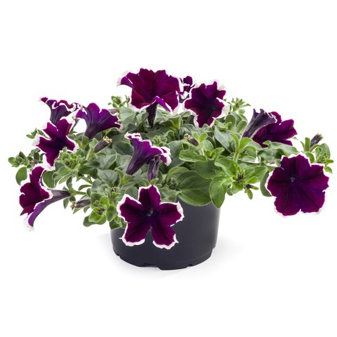 3272 Петуния TEA PURPLE WHITE EDGE (ВЕСНА 2025)