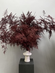 Аспарагус Veren бургунди 1 шт