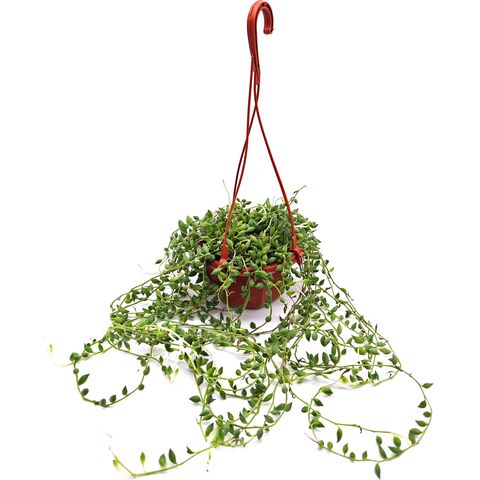 Ампельный Суккулент Крестовник Геррейна