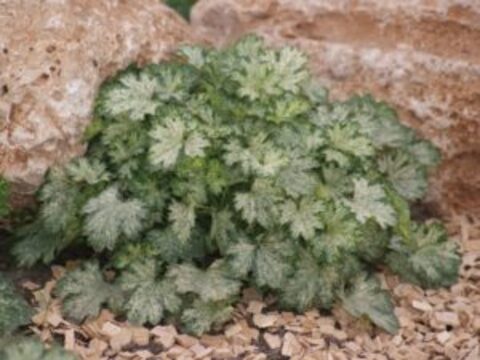 Гейхера Dew Drops (Дью Дропс)