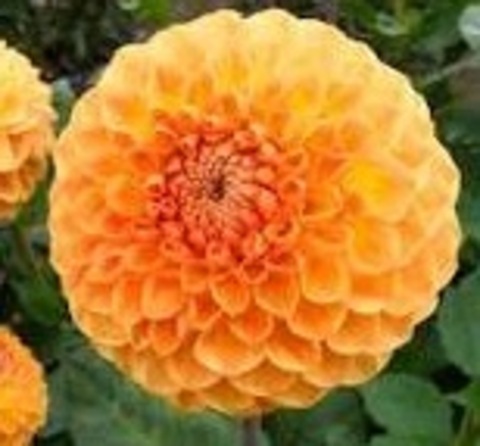 Георгин Блайтон Софтем Глиам (Blyton softer gleam)