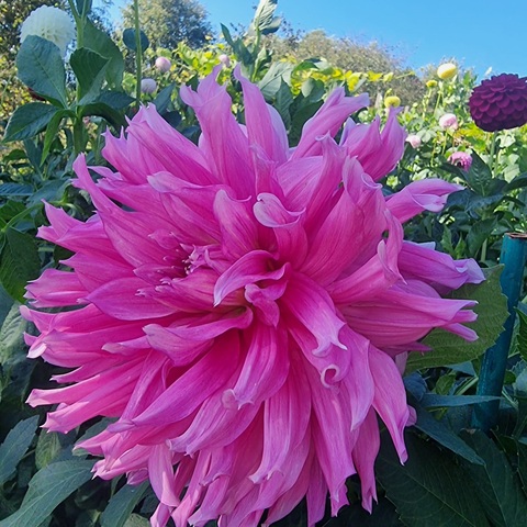 Георгин Сиреневый туман