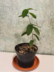 Teofrast Дуб изменчивый Quercus variabilis