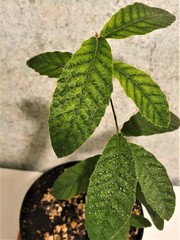 Teofrast Дуб изменчивый Quercus variabilis