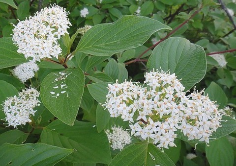 Свидина Белая (Дерен)
