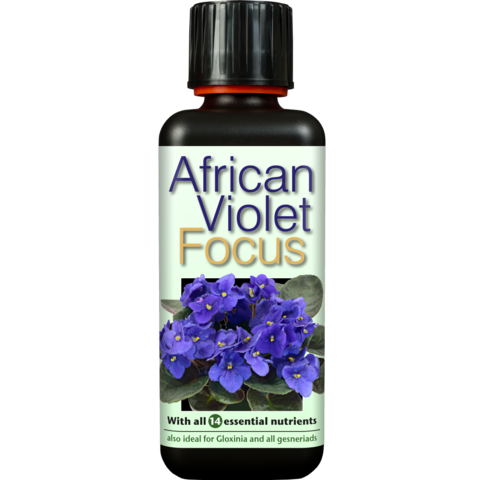 African violet Focus