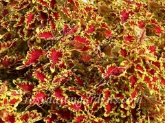 Lovebird колеус КСР