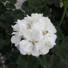 2814 Пеларгония зональная MOONLIGHT SAILING 12 (Весна 2026)