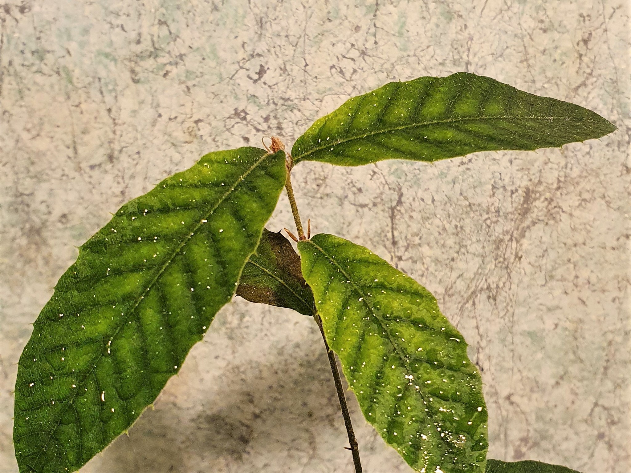 Саженцы Дуб Изменчивый Quercus variabilis