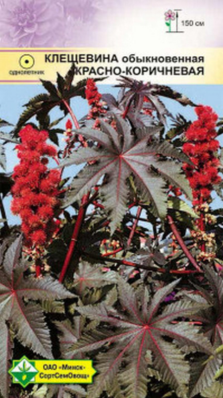 Семена клещевины ядовиты. Клещевина гибсона. Клещевина ricinus communis. Клещевина ядовитое растение. Клещевина обыкновенная.