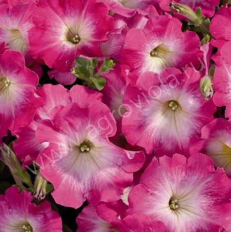 S60107 Петуния кустовая Multiflora Celebrity Pink Morn 10шт.