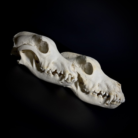 Черепа собак